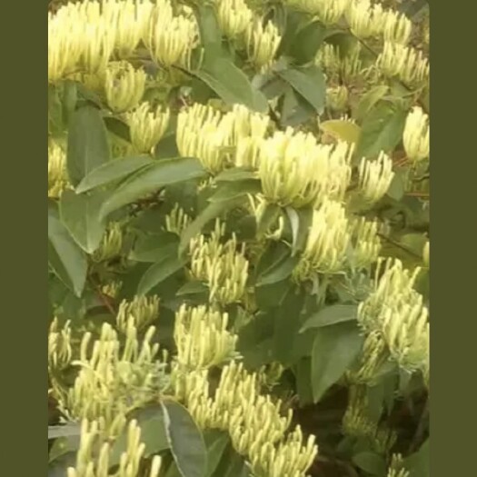 利川市干金银花