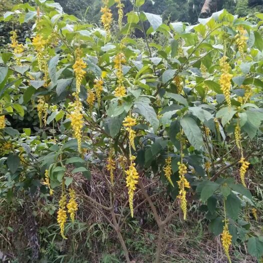 玉林黄花倒水莲