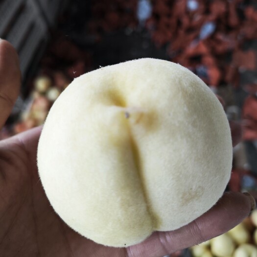 郏县突围