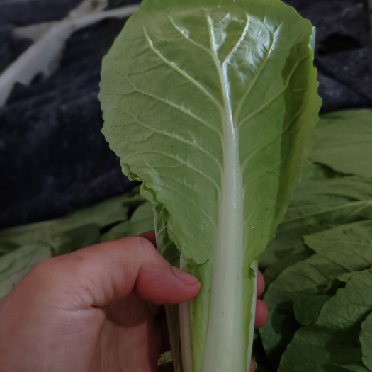 商丘快菜小白菜毛白菜