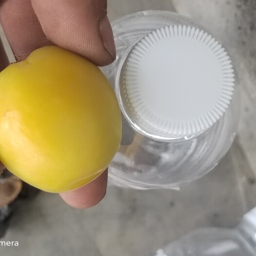 轮台县小白杏
