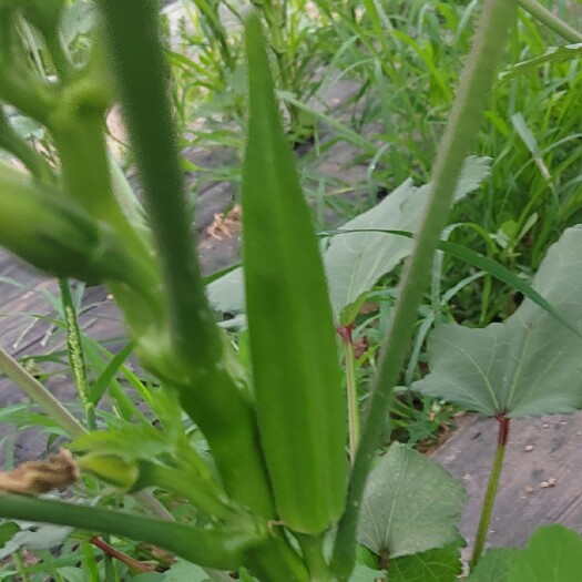 沛县自己家种的秋葵，
