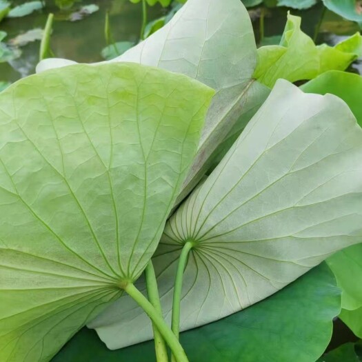广昌县自家莲田现已大量上市，新鲜荷叶