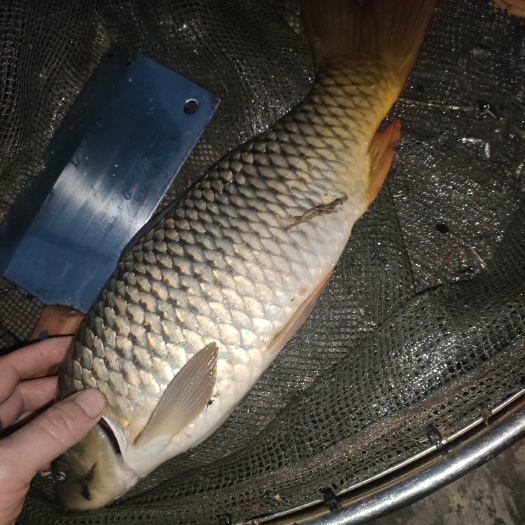 建鲤