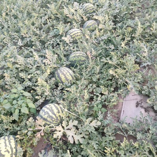 正定县大量现货沙地西瓜，甜王，京欣