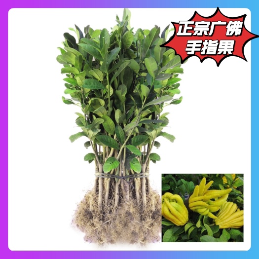 德庆县广佛手种苗 原始种枝扦插苗成活率 含量高指果