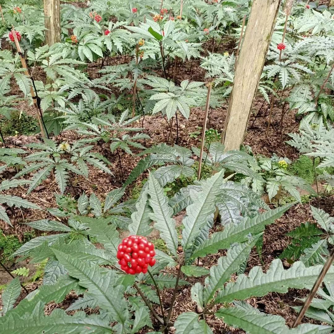 有收大重樓還有白山七子的看過來，大重樓有一兩噸，白山七子有十