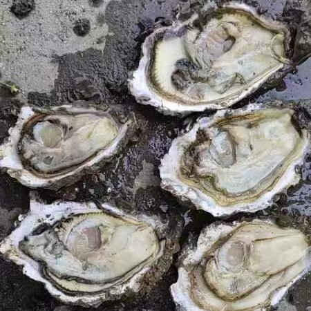 长海县毛料4-1斤三倍体
