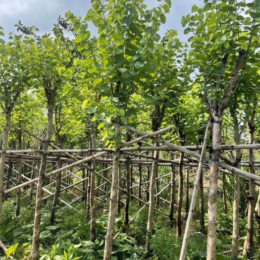 普宁市洋紫荆宫粉紫荆5-6-7-8-9公分 截杆和小骨架袋苗供应