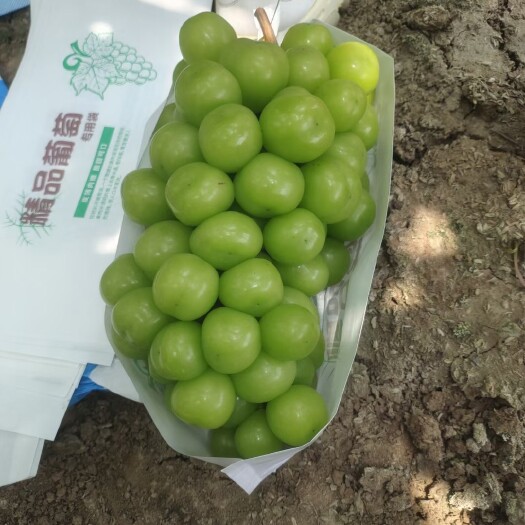 饶阳县阳光玫瑰葡萄