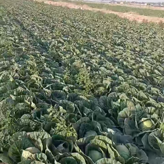 灵武市黄心大白菜