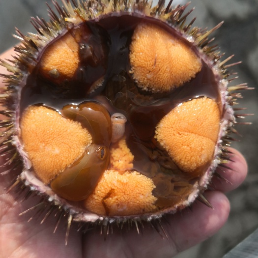 大连大连旅顺底播夏夷马胆