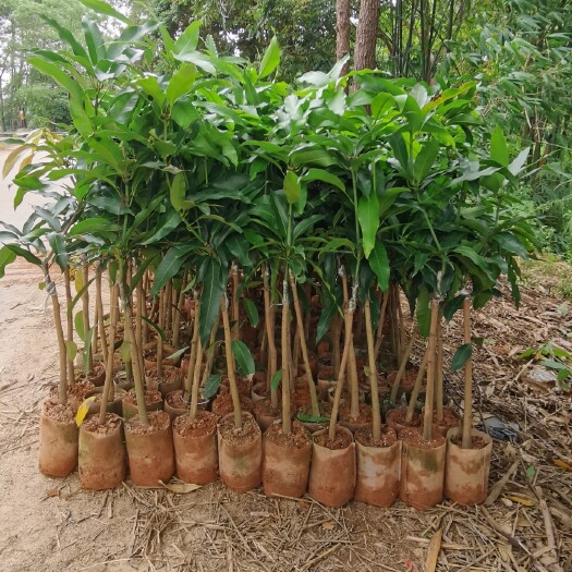 灵山县台农芒果苗 批发价格 特点介绍 图片 种植技术