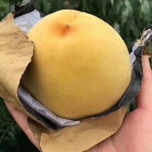 通许县黄金蜜一号