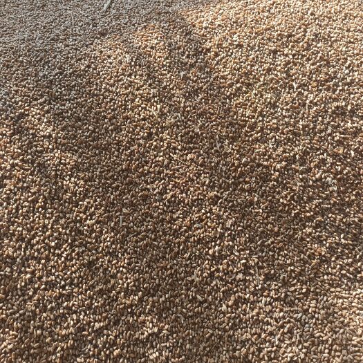 海安市红麦，正麦12，绿麦88