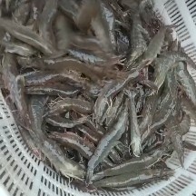 活虾养殖基地，津京冀可送货，北京每天都有车