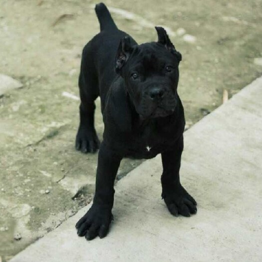 汶上县卡斯罗犬，意大利卡斯罗犬，性格稳定忍耐性好，常用狩猎搜救护卫