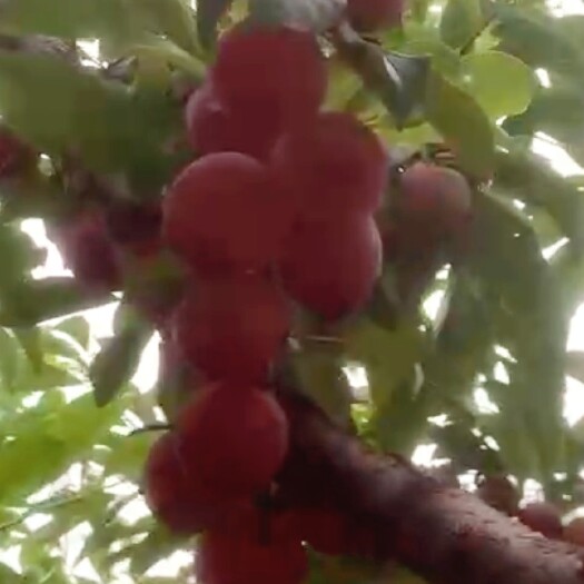 北京自家果园枣红李子，无农药，个头大，口感好，非常甜