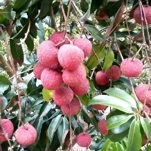桂平市禾荔