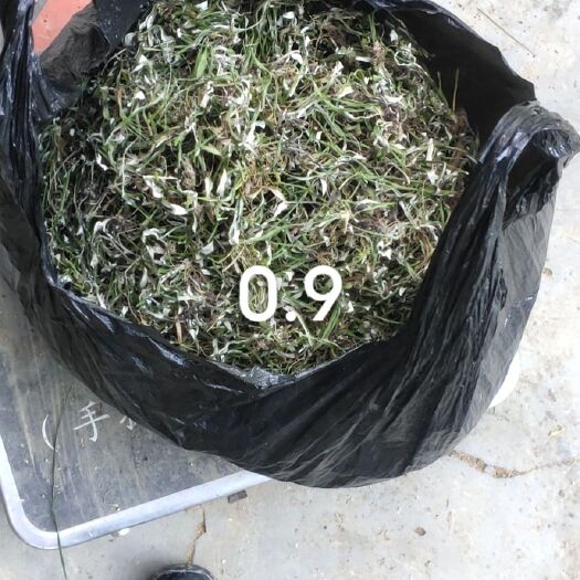 凤凰县天青地白地白草