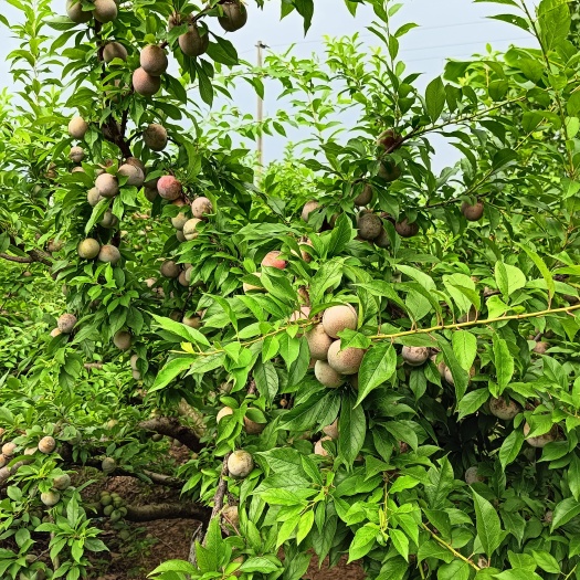 翁源县三华李，市场果，工厂加工果大量有货