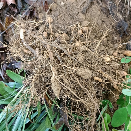 新县阔叶麦冬大麦冬无硫熏自然晒干新货大山里采挖批发零售均可