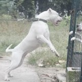 汶上县杜高犬，纯种杜高犬，聪明持久的耐力和战斗力，优秀的狩猎战将