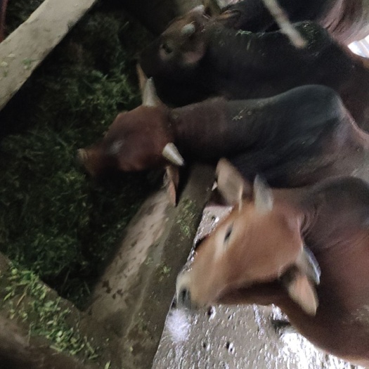 清远鲁西黄牛