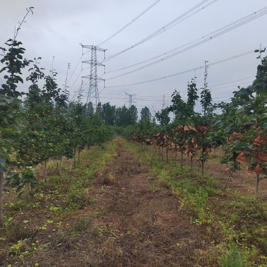 七月中旬上市有翠冠 翠玉 中梨一号 四号四个品种梨 50 亩