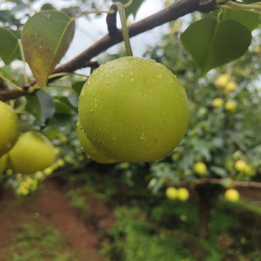 泸西县峰糖梨，早白蜜！80 顿