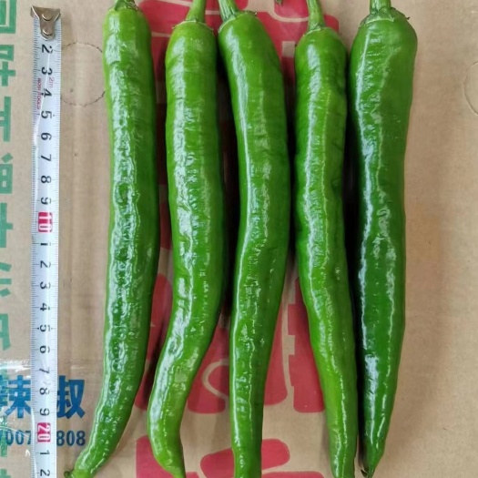 重庆市精品55号