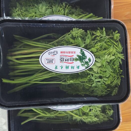 清远新鲜辣木芽