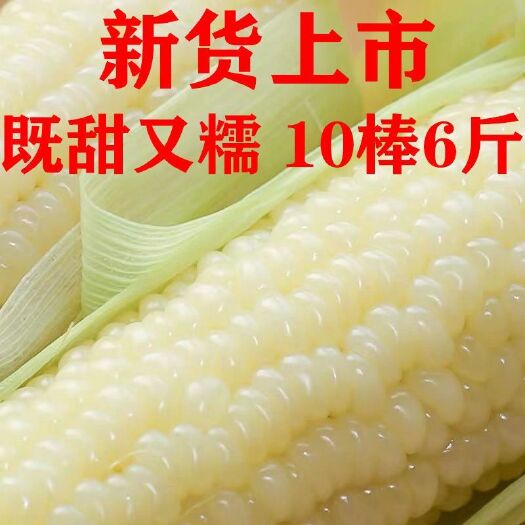 勐海县团购东北玉米新鲜糯玉米甜糯玉米棒真空非转基因白糯减脂代餐