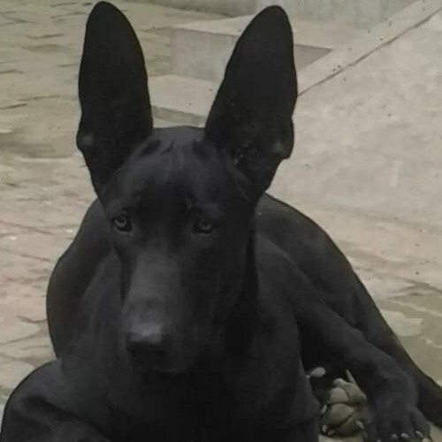汶上县黑狼犬，中华黑狼犬，适应环境能力强，体型大威慑力强，看家护院