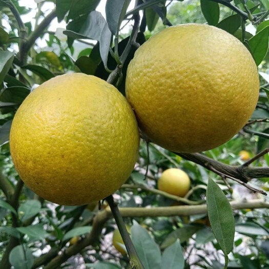 阳朔县夏橙