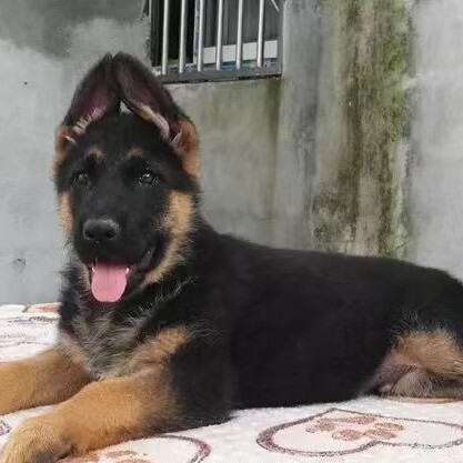 汶上县牧羊犬，纯种德国牧羊犬，牧羊犬幼犬，可用于搜救犬军犬导盲犬。