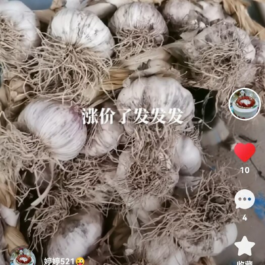聊城红皮大蒜，皮厚，颜色好个头大