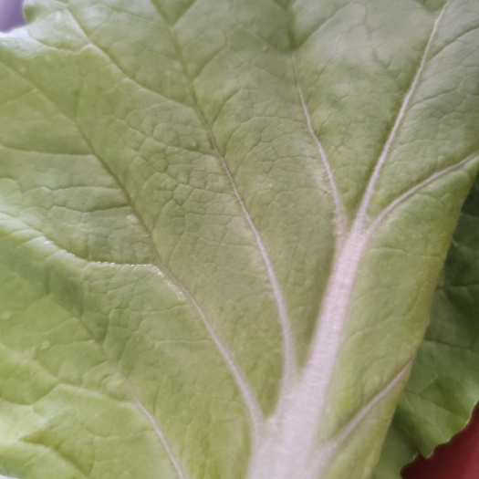 商丘陆地小白菜