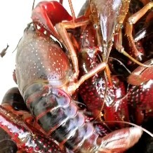 本地主产红虾，全程冻鱼喂食，各种规格大量供应