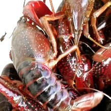 当涂县本地主产红虾，全程冻鱼喂食，各种规格大量供应