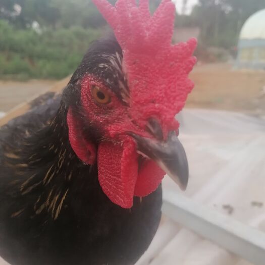 舞钢市黑鸡