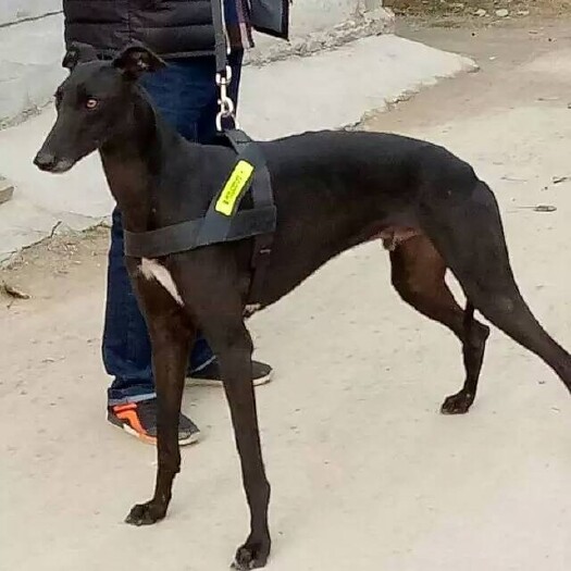 汶上县格力犬，纯种格力犬，惠比特犬，灵缇犬，体力强速度快打猎能力强