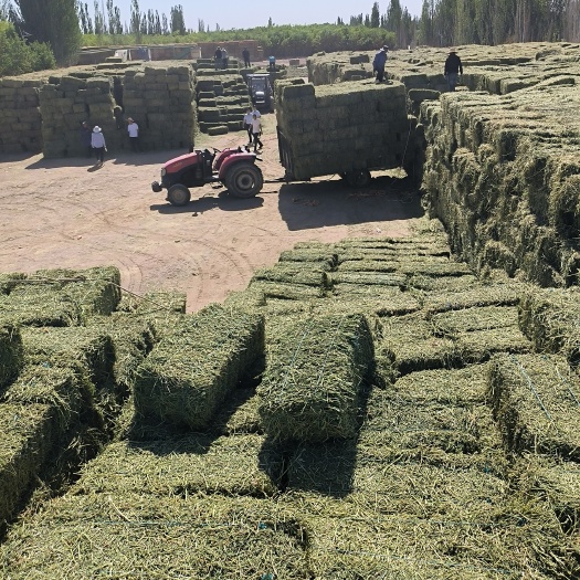 玉门市头茬小捆苜蓿草批发甘肃西域胜陇源草业 头茬苜蓿草小捆 苜蓿草