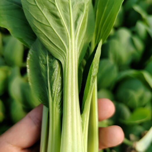 商丘精品中小颗油菜，精品中小颗上海青