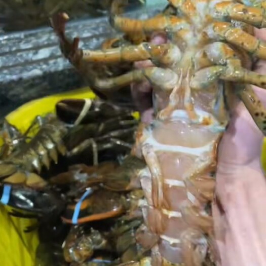 上海加拿大活波龙