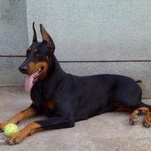 汶上县杜宾犬，纯种杜宾犬，杜宾犬幼智商高反应快，速度快，警惕性强。