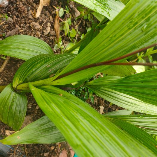 峨边县白芨 紫花三叉白芨种苗 成品大量批发