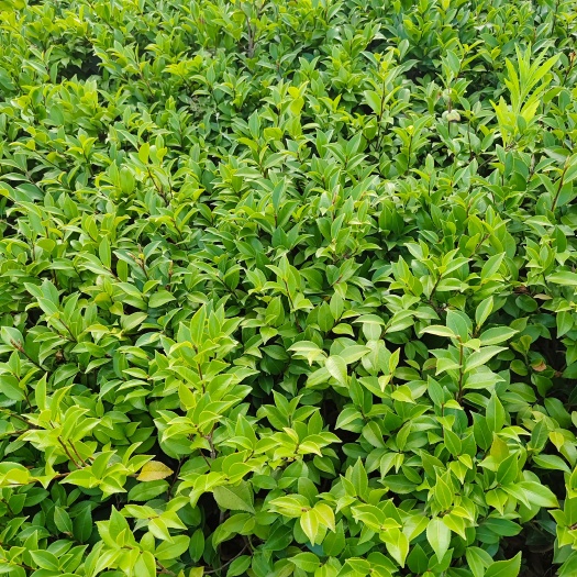 宜良县茶梅