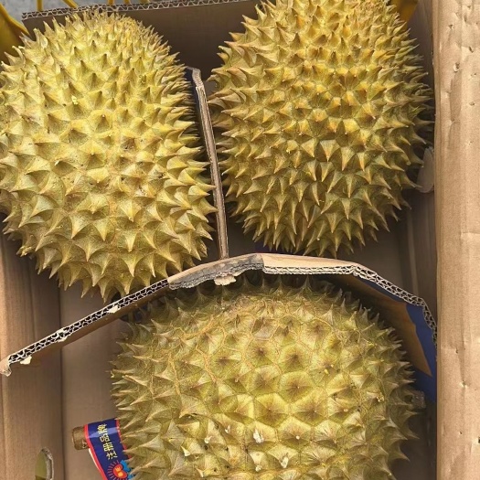 上海干扰榴莲