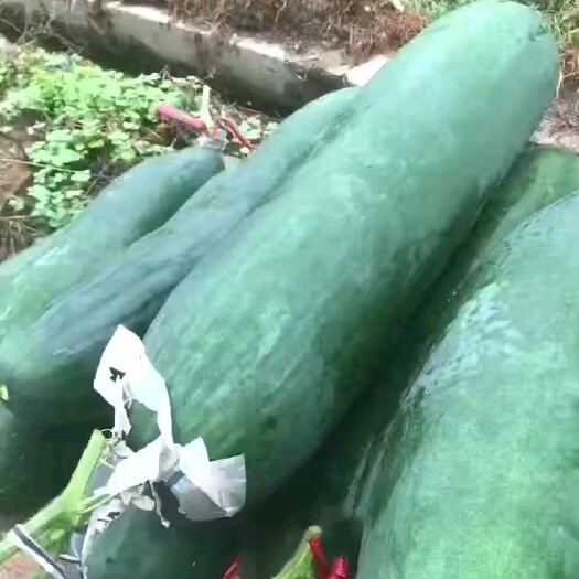 翁源县吊冬瓜，大量现货现摘